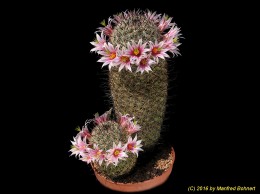 Mammillaria oliviae 98